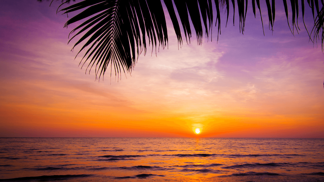 Southern California sunset with palm tree silhouette